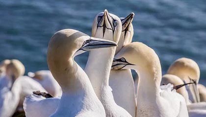 随机【投票投出最喜爱的明星】粉丝票选年度最受欢迎球员，粉丝最多的nba球星排行